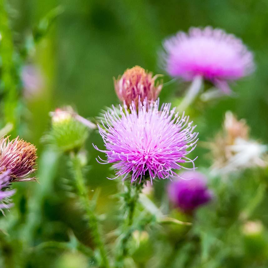 Milk Thistle (Silybum Marianum)